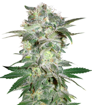 1744886416016.png 1744886416016.png