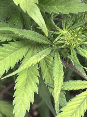 IMG_6505.jpeg IMG_6505.jpeg