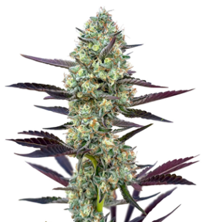 1744913170664.png 1744913170664.png