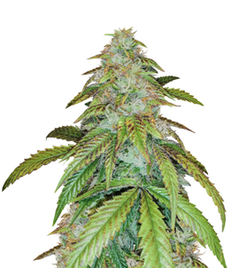 1744915121424.png 1744915121424.png