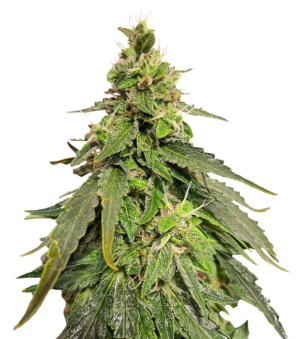 1745005614461.png 1745005614461.png