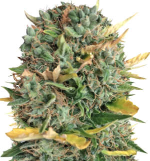 1745222045325.png 1745222045325.png