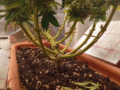 91 дн стресс.jpg 91 дн стресс.jpg