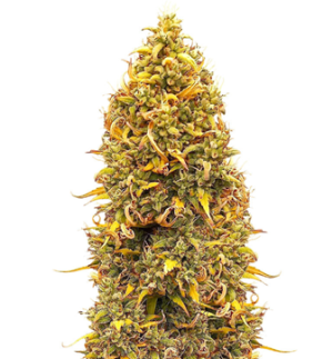 1745340574957.png 1745340574957.png