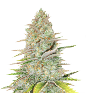 1745340581831.png 1745340581831.png