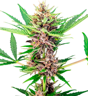 1745340586287.png 1745340586287.png