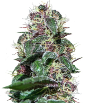 1745351646282.png 1745351646282.png