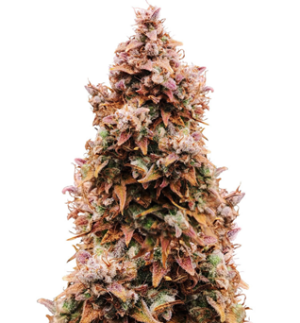 1745396869930.png 1745396869930.png