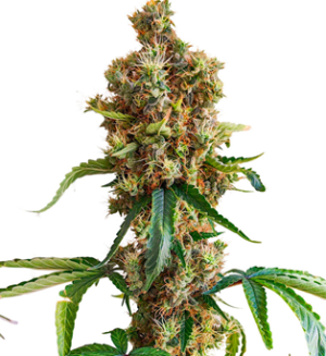 1745396873328.png 1745396873328.png