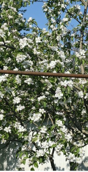 IMG_20250426_155826_701 (1).jpg