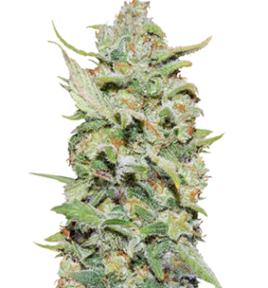 1745759791580.png 1745759791580.png