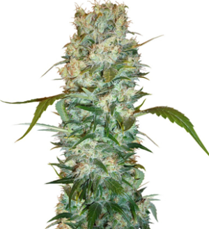 1745759796844.png 1745759796844.png