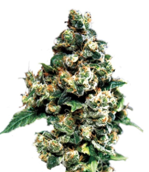 1745759800194.png 1745759800194.png