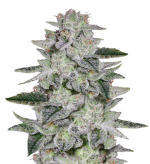 1745776546857.png 1745776546857.png