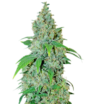 1745776561346.png 1745776561346.png