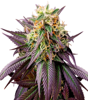 1745855093252.png 1745855093252.png