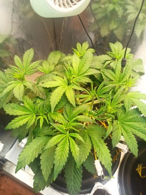 IMG_20250429_063813.jpg IMG_20250429_063813.jpg