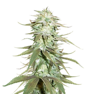 1745921657081.png 1745921657081.png