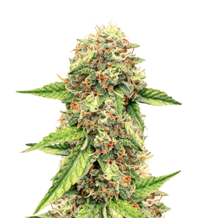 1745921660519.png 1745921660519.png