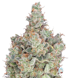 1745935480198.png 1745935480198.png