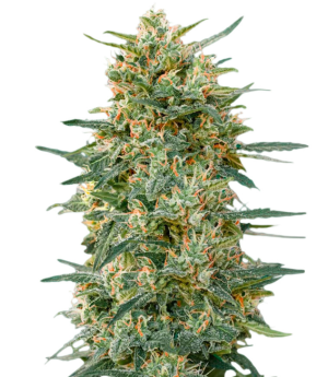 1746111718337.png 1746111718337.png