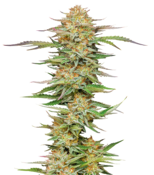 1746111756435.png 1746111756435.png