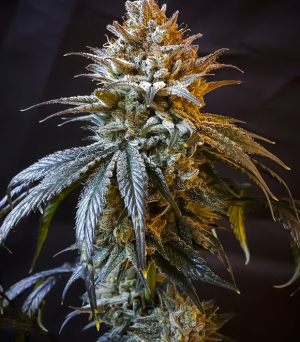 1746176537342.png 1746176537342.png