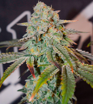 1746176578130.png 1746176578130.png