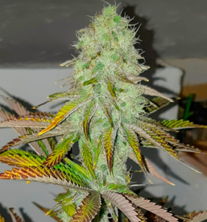 1746176824584.png 1746176824584.png