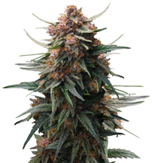 1746176827887.png 1746176827887.png