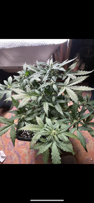 IMG_7111.PNG IMG_7111.PNG