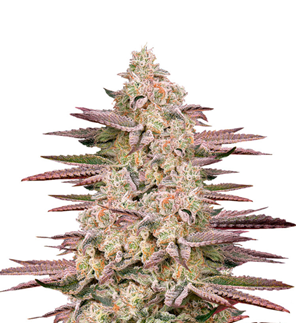 1746366149918.png 1746366149918.png