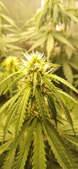 1000017525.jpg 1000017525.jpg