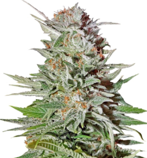 1746711085784.png 1746711085784.png