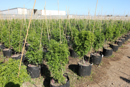 1746779451937.png 1746779451937.png