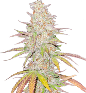 1746791522923.png 1746791522923.png