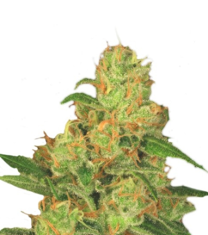 1746791532066.png 1746791532066.png