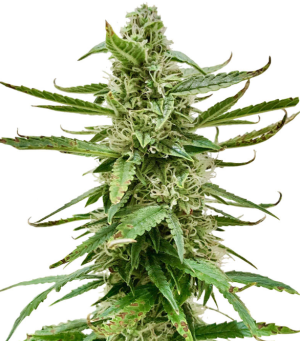 1746794462050.png 1746794462050.png