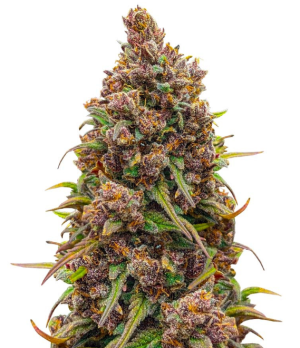 1746794490344.png 1746794490344.png