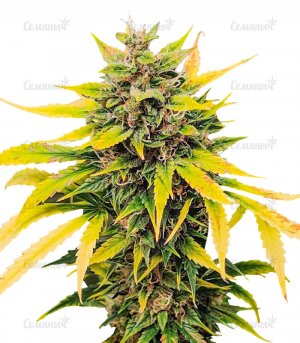 sort-Auto-Ak-fem__SoJq9OZm8hqwoaT2.jpg sort-Auto-Ak-fem__SoJq9OZm8hqwoaT2.jpg