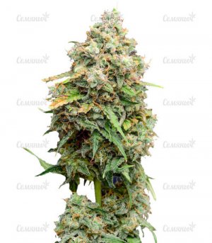 sort-Crime-Caramel-Auto-fem__g3lgBHo00HxhYpPw.jpg sort-Crime-Caramel-Auto-fem__g3lgBHo00HxhYpPw.jpg