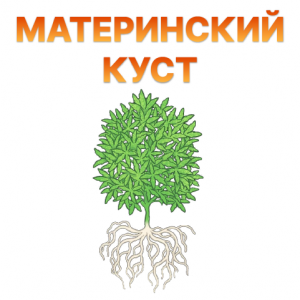 Materinskij kust.png Materinskij kust.png