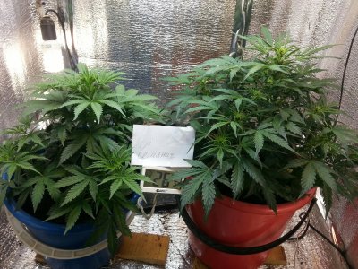 20220410_101103.jpg 20220410_101103.jpg