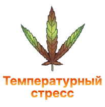 Temperaturnyj stress u konopli.png Temperaturnyj stress u konopli.png
