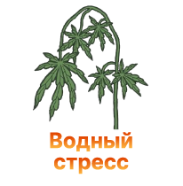 Vodnyj stress konopli.png