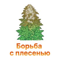 Plesen konopli – vyyavlenie, profilaktika i lechenie-100.jpg