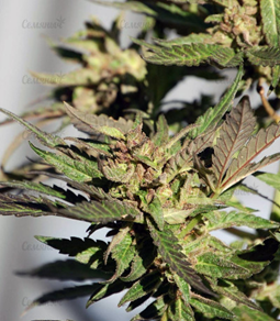 1650107585921.png 1650107585921.png