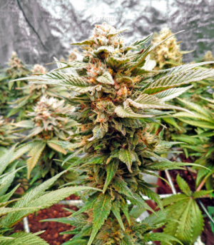 1650107677980.png 1650107677980.png