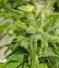 1650107734871.png 1650107734871.png