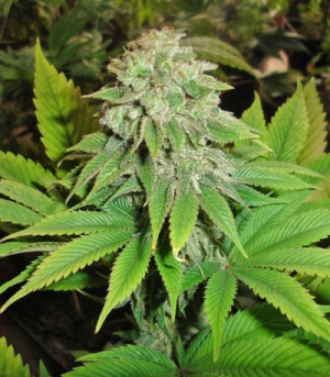 1650119042907.png 1650119042907.png